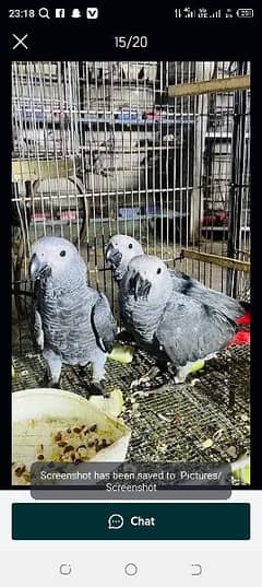 African grey parrot chiks far sale Whatsapp please 0335/1088/291