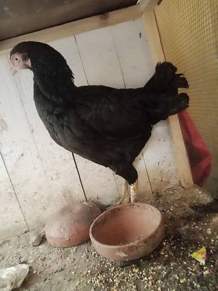 black aseel hen for sale 2