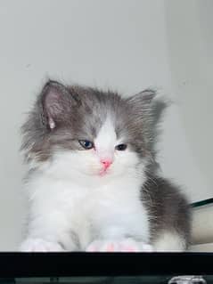 Persian Male kittens