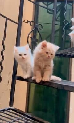 White and fawn kitten available triple cotede