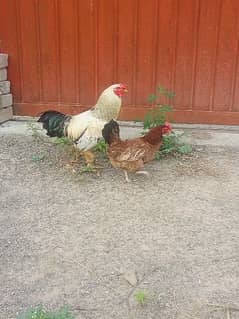 fresh hens egg laying