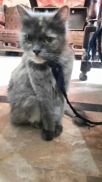 persian Cat