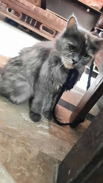 persian Cat 1