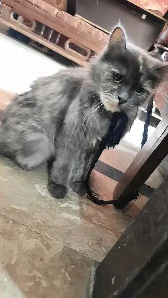 persian Cat — photo 2