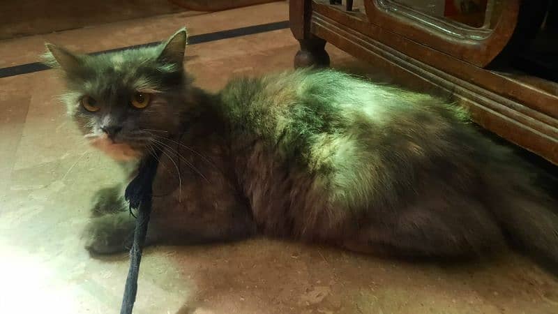 persian Cat 2