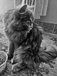 Persian cat for sale urgently