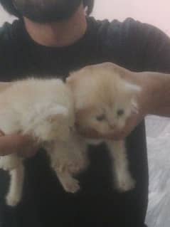 2mnth male kitten available