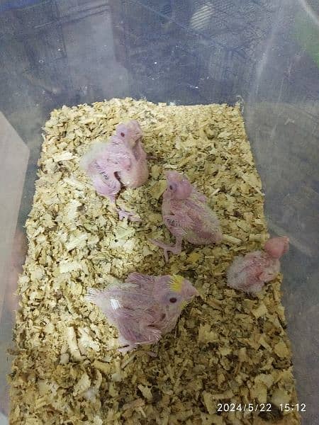 Red Eyes Cockatiel Chicks for Hand Taming 4