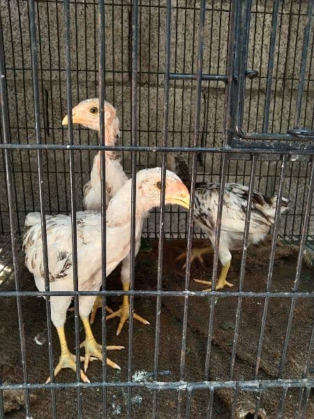 white chena chicks 1