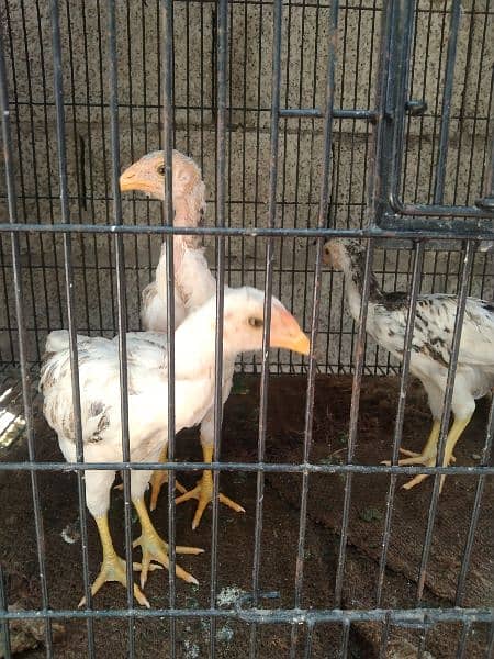 white chena chicks 2