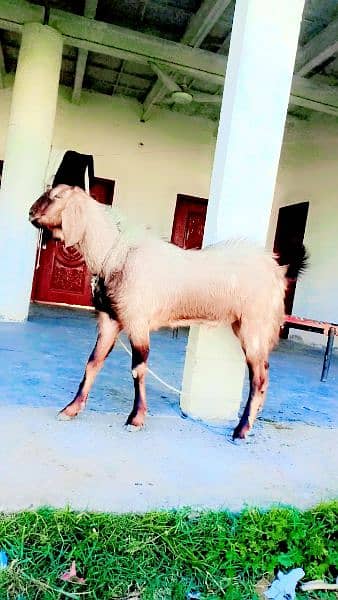 goat for sale 6