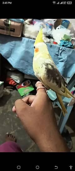 hand tame creampied