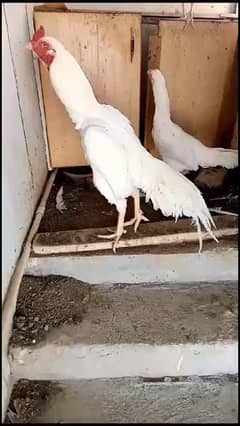 pure heera papper white blood line chicks avail 0