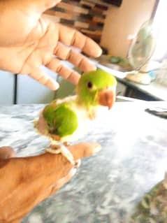 green baby parrot urgent sell