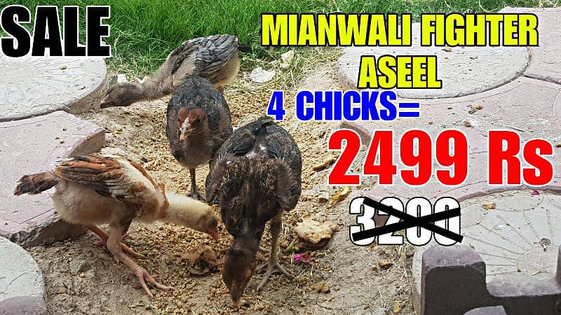 Aseel Chicks 0