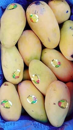 premium quality of mangoes