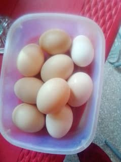 Muscovy duck eggs