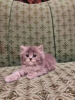 Pure Persian grey male kitten 0