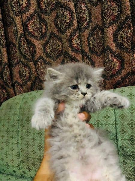 Pure Persian grey male kitten 1