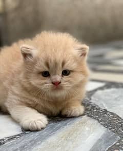 Persian kitten fawn