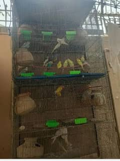 birds and hen cage