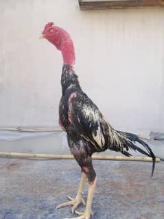 aseel patha/murgh/hen/cock/parrot eye/murgha /cage /tokra /chicks 0