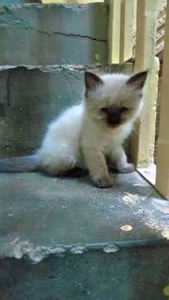 Baby male kitten for sale