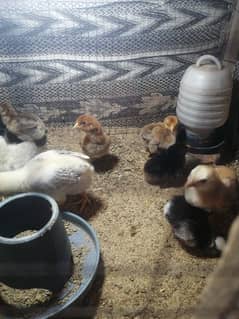 aseel chicks (whatsapp 03047369155) 0