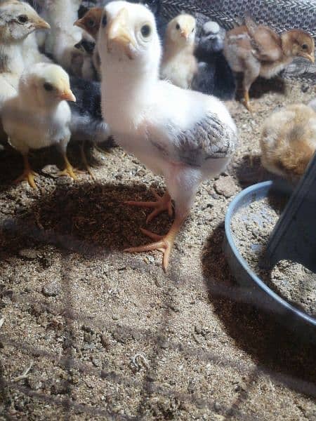 aseel chicks (whatsapp 03047369155) 1