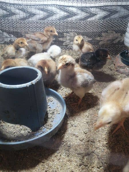 aseel chicks (whatsapp 03047369155) 2
