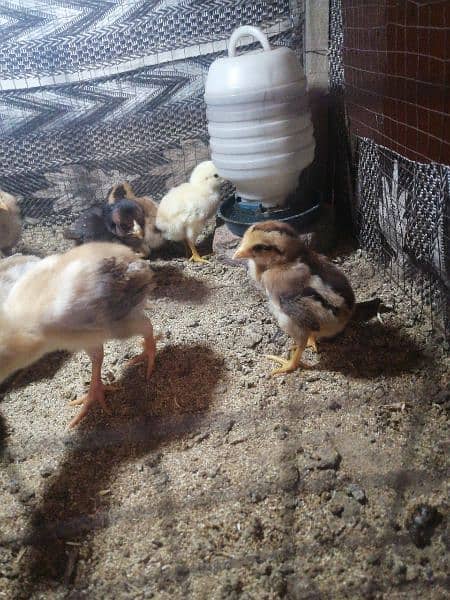aseel chicks (whatsapp 03047369155) 3