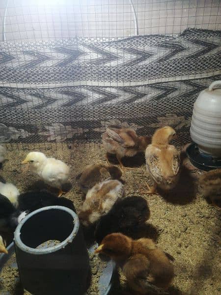 aseel chicks (whatsapp 03047369155) 5