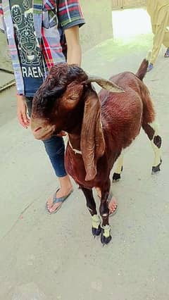 Qurbani Goat 0
