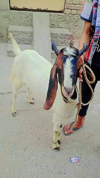 Qurbani Goat 1