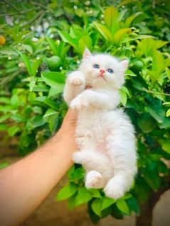 Pure Persian High Quality Tripple Coated Kitten/Cats