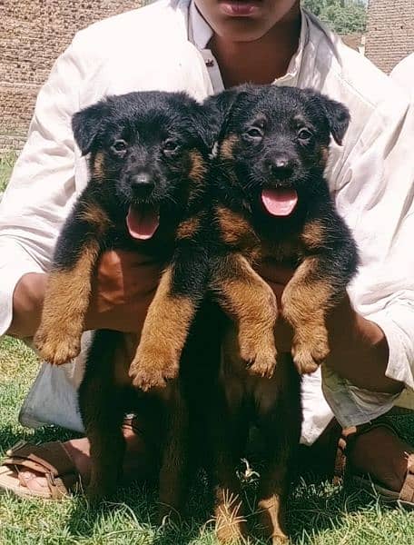 German Shepherd double coat Jodi 2 month available for sale 0