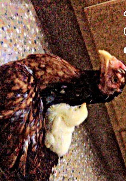 Mianwali Aseel Healthy Hen & Cute Chick for Sale 1