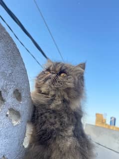 peki pure persian female cat