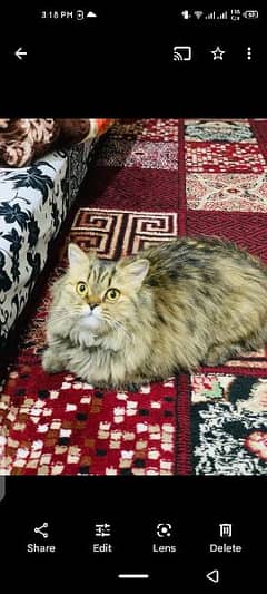 urgent sale Pure Persian female cat 0