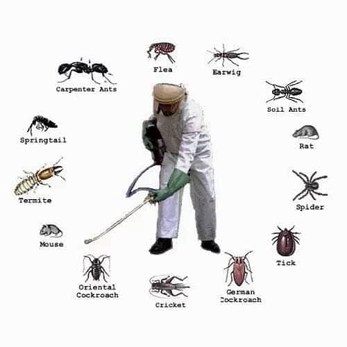 Termite Control, Fumigation Spray, Deemak Control, Pest Control 5