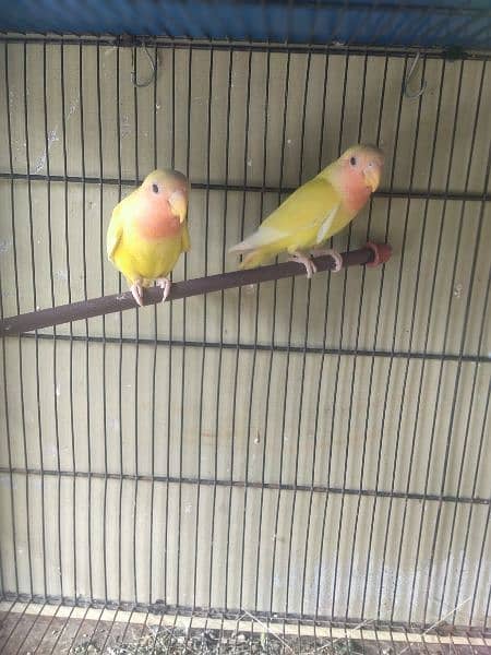 lutino lovebirds phatay pair 2
