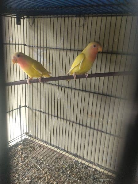 lutino lovebirds phatay pair 3