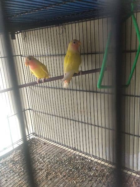 lutino lovebirds phatay pair 4