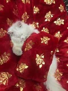 persian cat. . triple coated 0