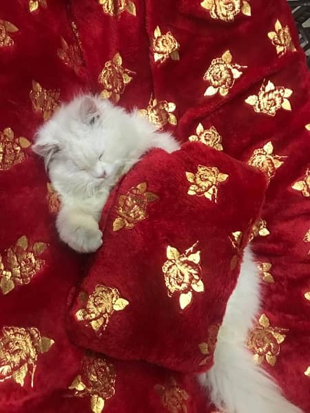 persian cat. . triple coated 0
