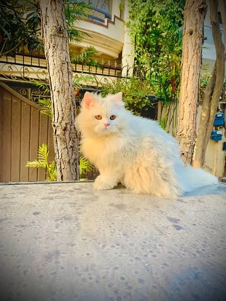 persian cat. . triple coated 1