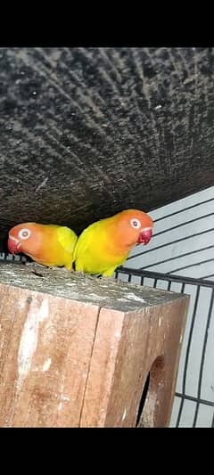 Albino Red Eye pair for sale 0