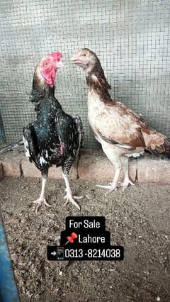 Aseel Pair For Sale