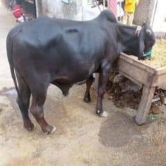 Bachra for sell