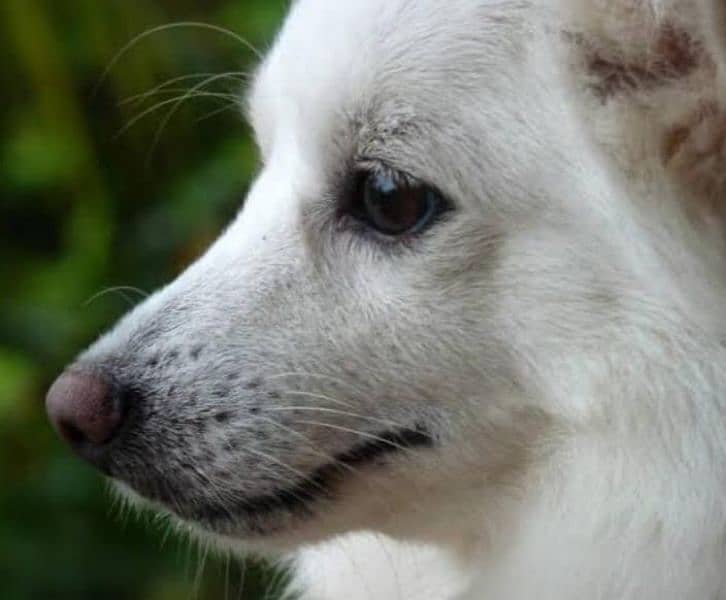 White Russian dog sub cast pista 1